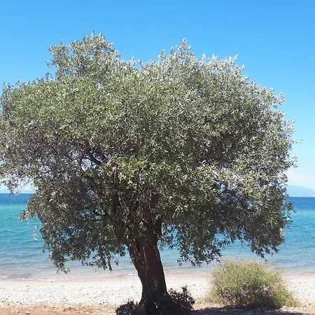 In Thasos Mit Grosser Terrasse Holiday home Potamia (Thasos)